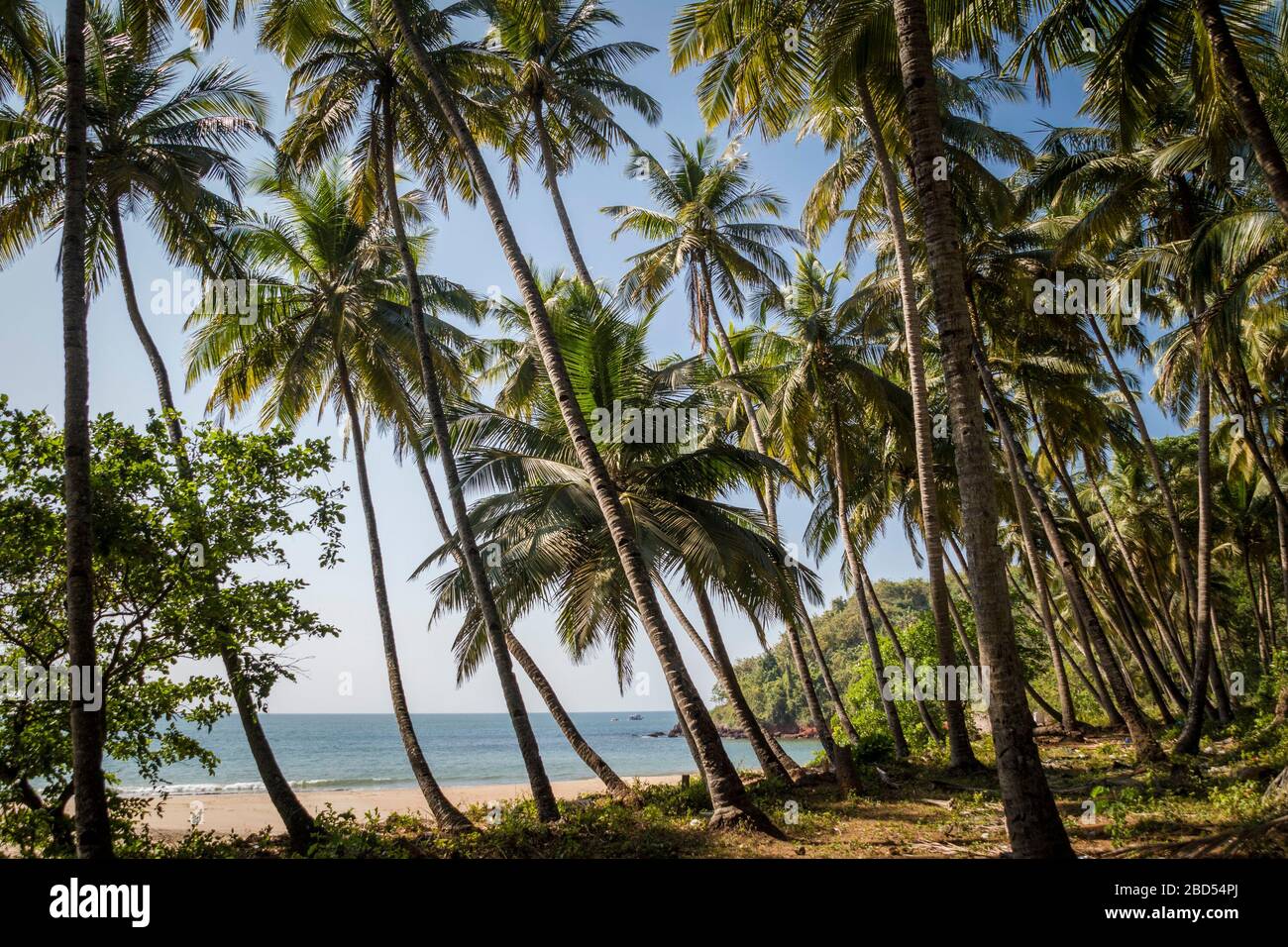 Tropical beach landscape in Goa, India, seeing the ocean through palm trees in very relaxing and uplifting environment Stock Photo
