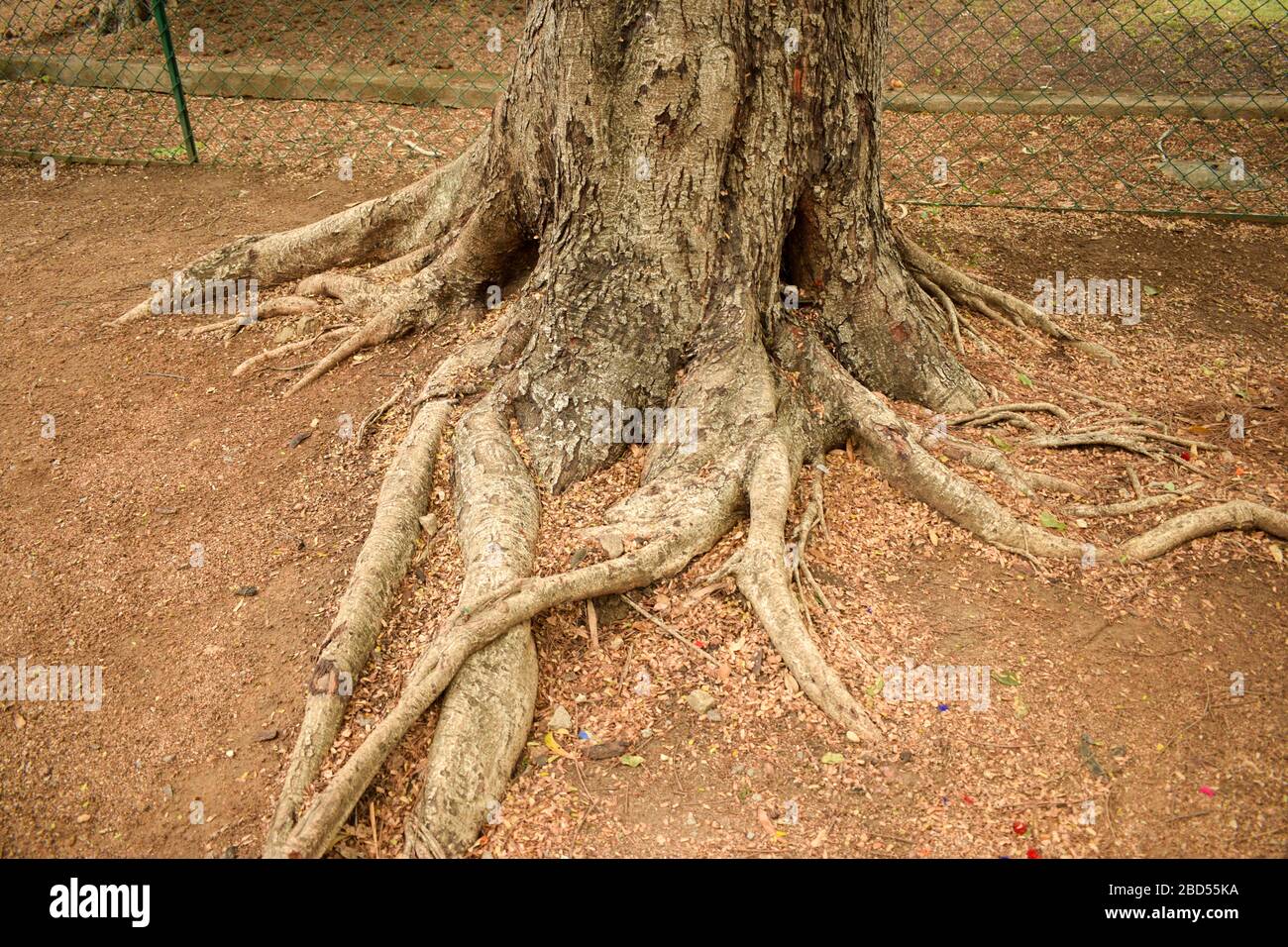 Natural Big Tree Roots In Jungle/Forest Stock Photograph Image Stock