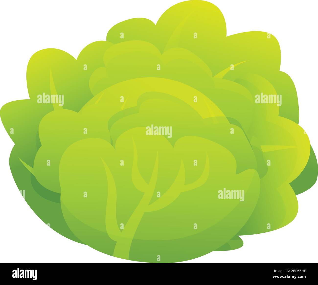 Salad cabbage icon. Cartoon of salad cabbage vector icon for web design ...