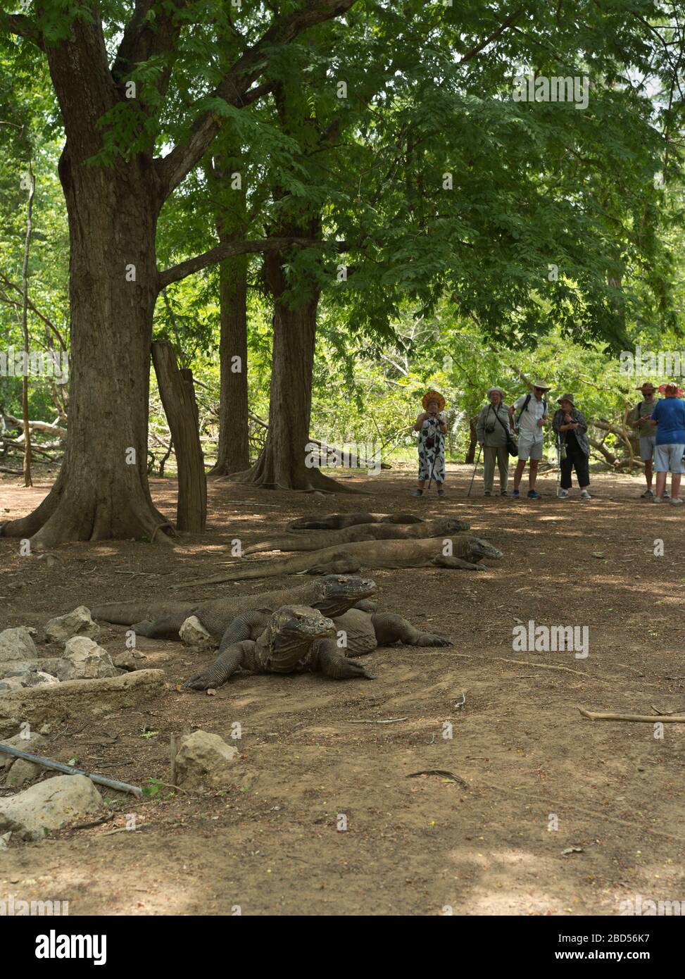 dh Tamarind Forest KOMODO ISLAND INDONESIA Tourist Group of tourists viewing Komodo dragons at watering hole dragon national park Stock Photo