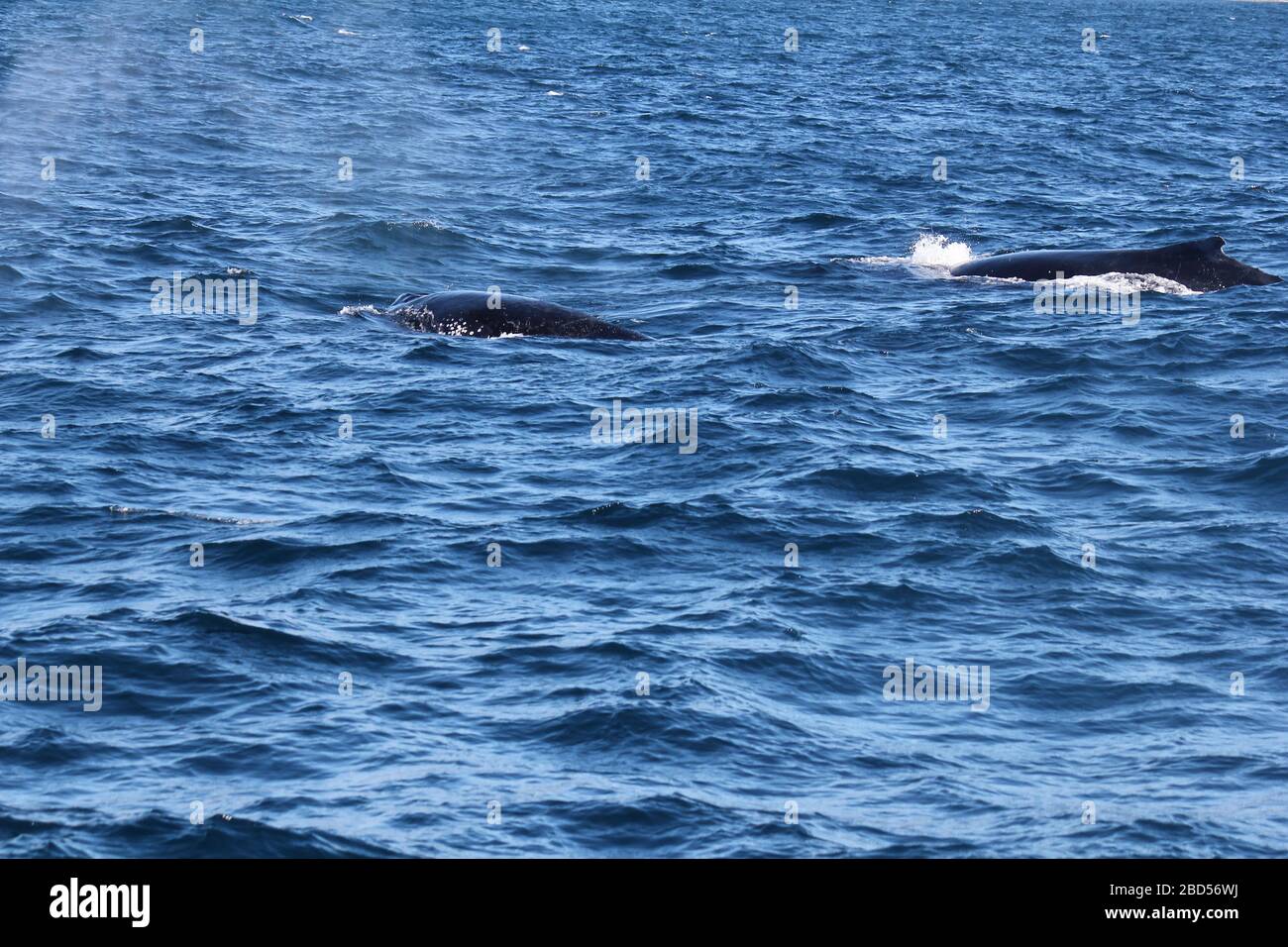 Humpback Whales in King George Sound, Albany, Western Australia Stock