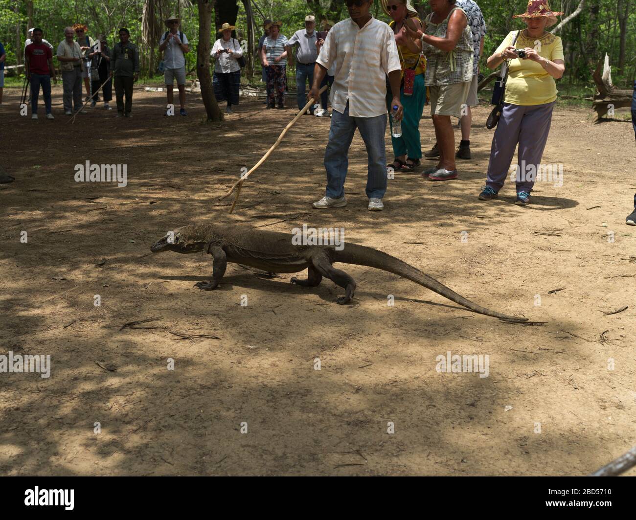 dh Tamarind Forest dragons KOMODO ISLAND INDONESIA Group of tourists viewing young Komodo dragon UNESCO World Heritage site national tourist park Stock Photo