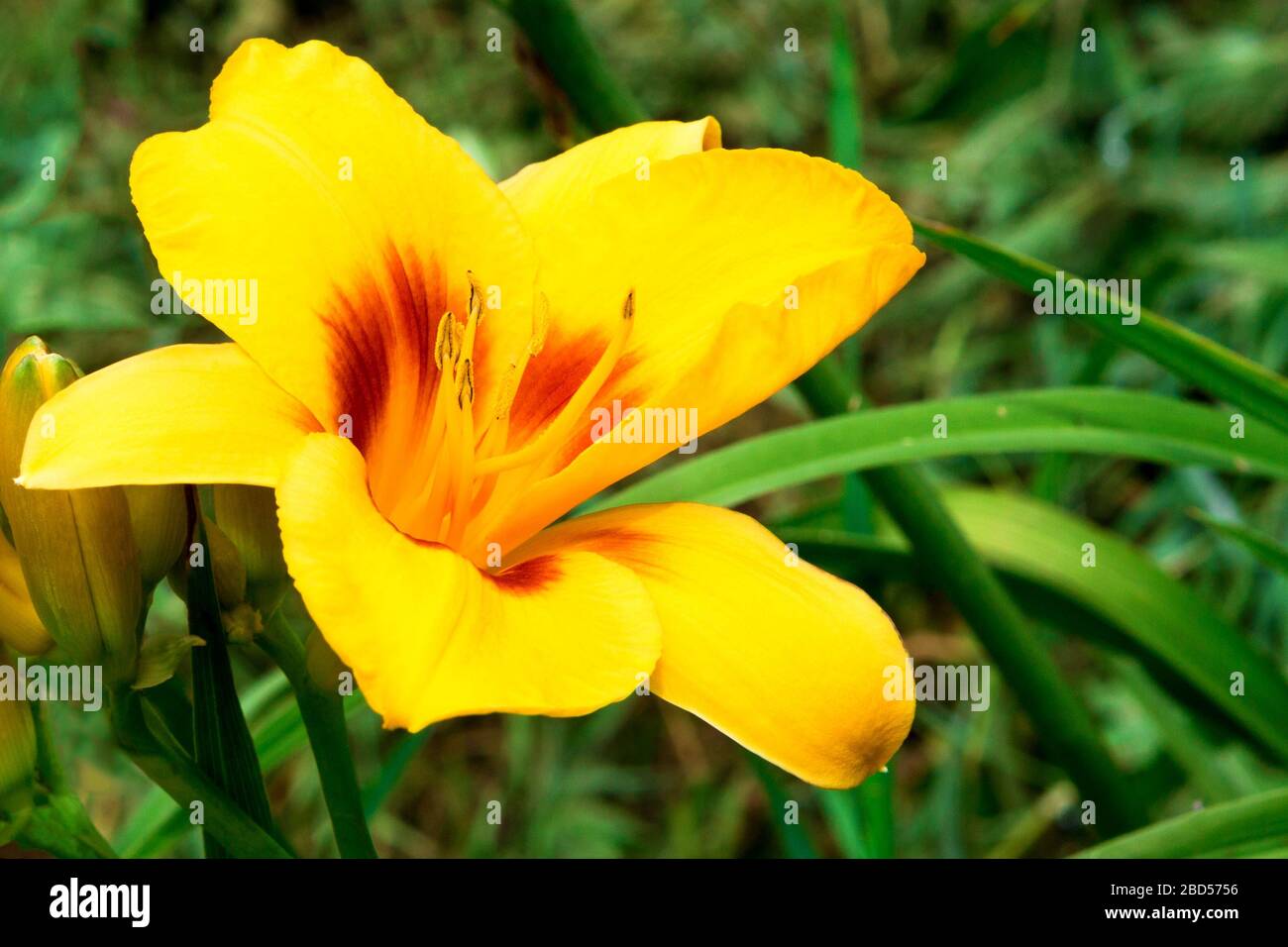 Beautiful Lily flower on green leaves background. Lilium longiflorum flowers in the garden. Background texture plant fire lily with orange buds. Stock Photo