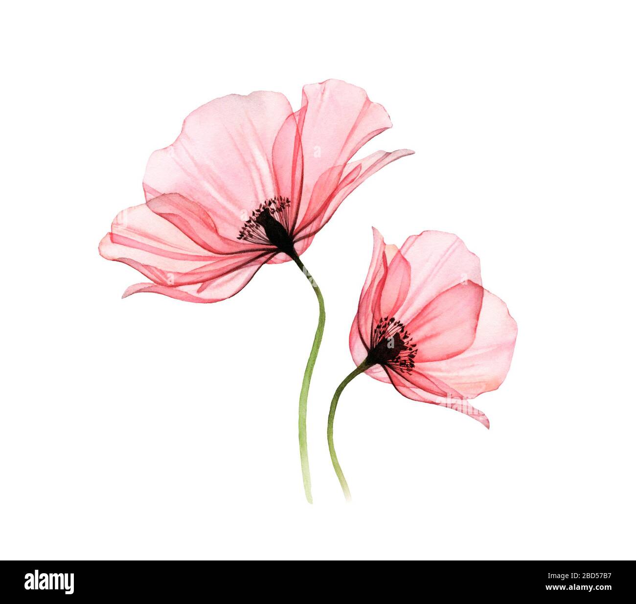 Watercolor Poppy artwork. Transparent big and small flowers isolated on white. Hand painted illustration with detailed petals. Botanical painting for Stock Photo