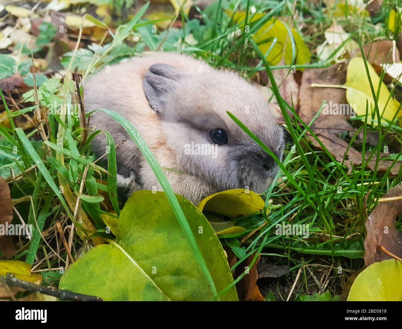 close up.little grey rabbit sitting on the grass Stock Photo