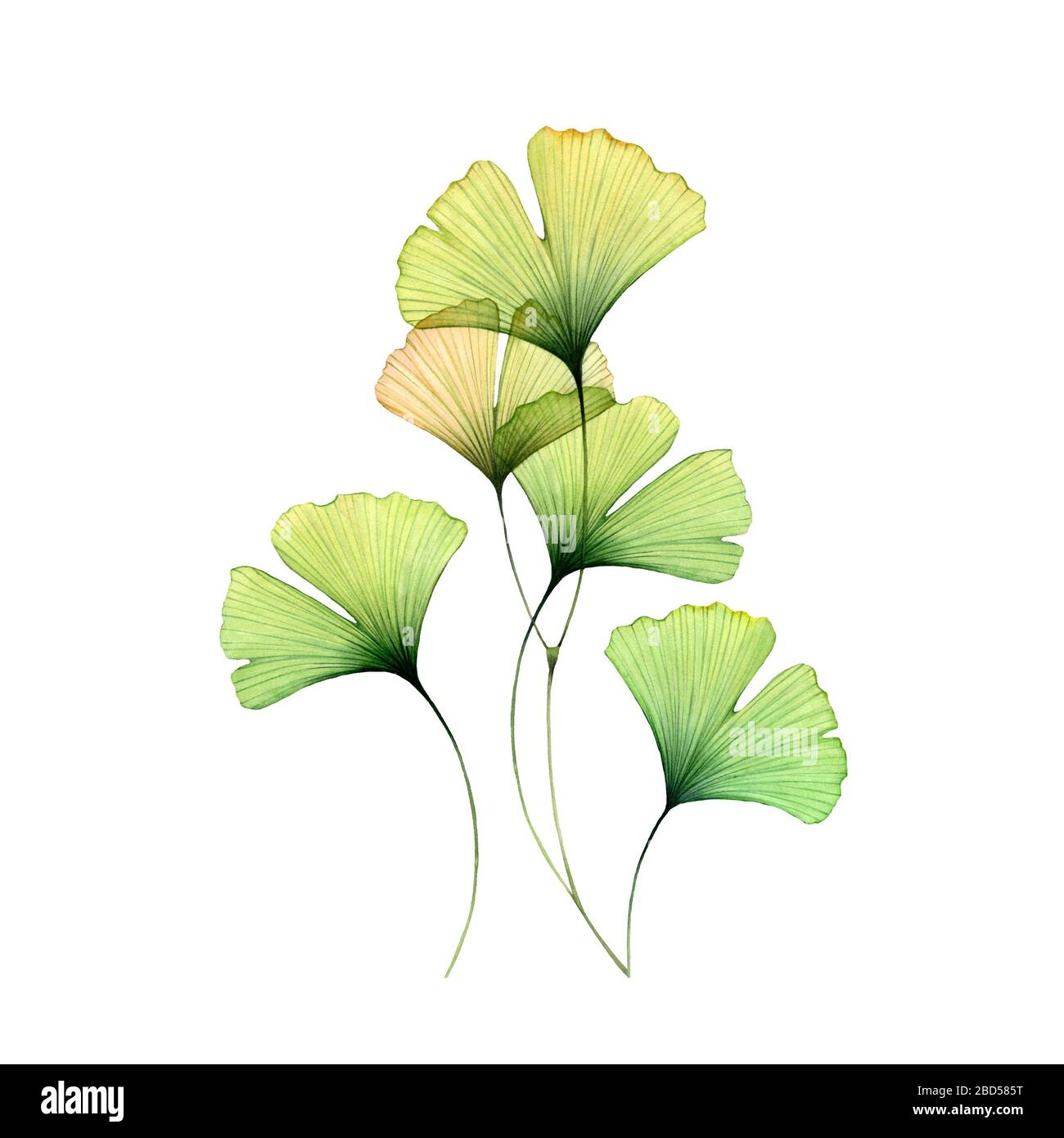 Watercolor ginkgo leaves set. Transparent green branch collection isolated  on white. Hand painted artwork with Maidenhair tree. Realistic botanical  Stock Photo - Alamy
