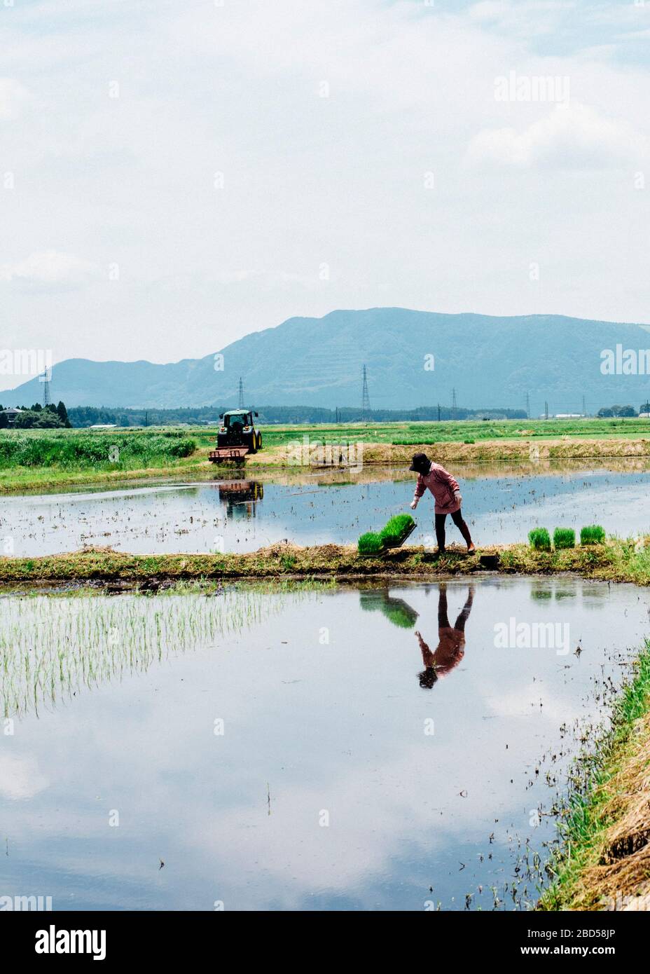 Rice cultivation in Kumamoto, Japan Stock Photo