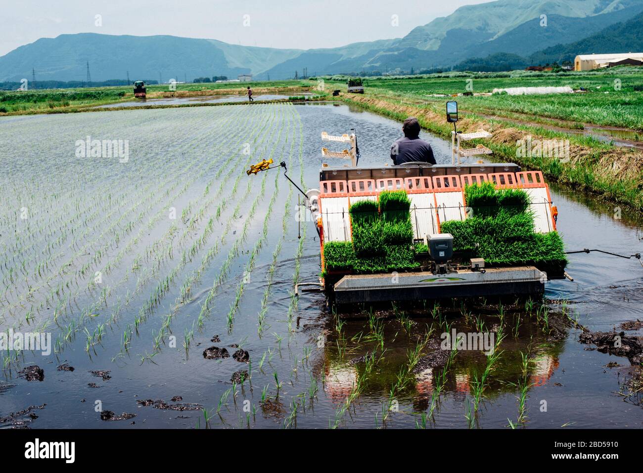 Rice cultivation in Kumamoto, Japan Stock Photo