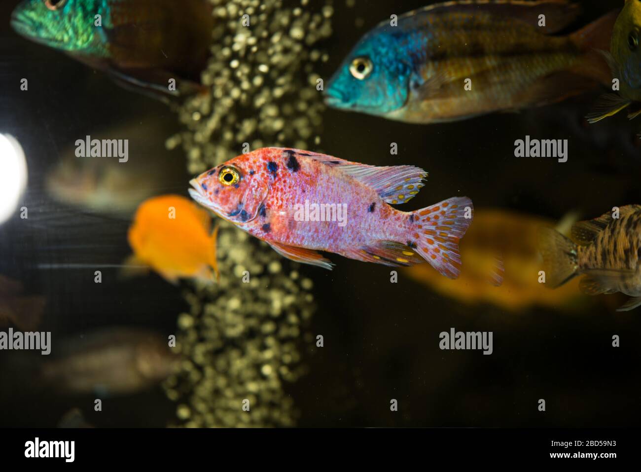Stunning peacock african cichlid male swimming in aquarium Stock Photo