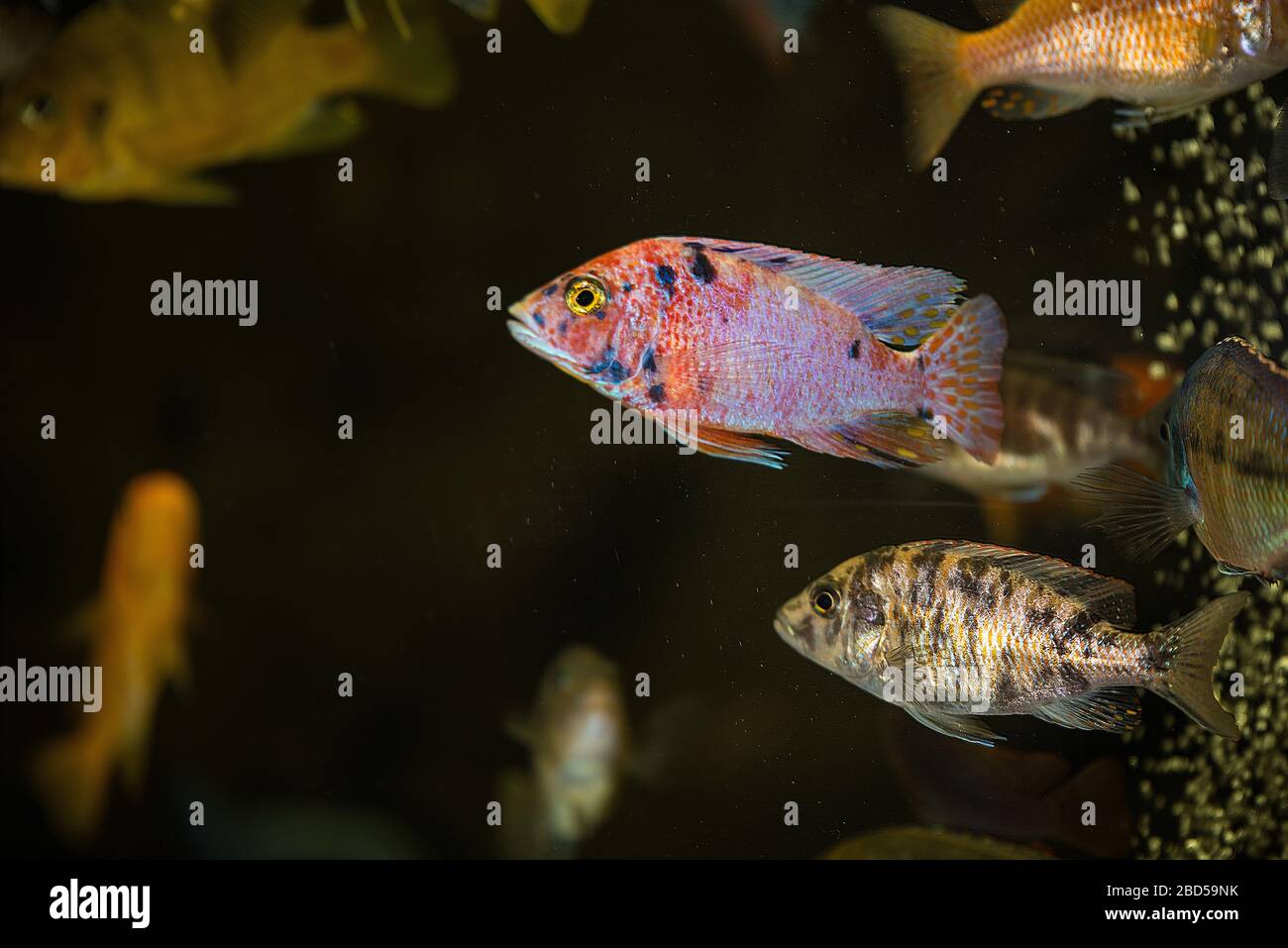 Peacock african cichlids couple ,male and female in aquarium Stock Photo