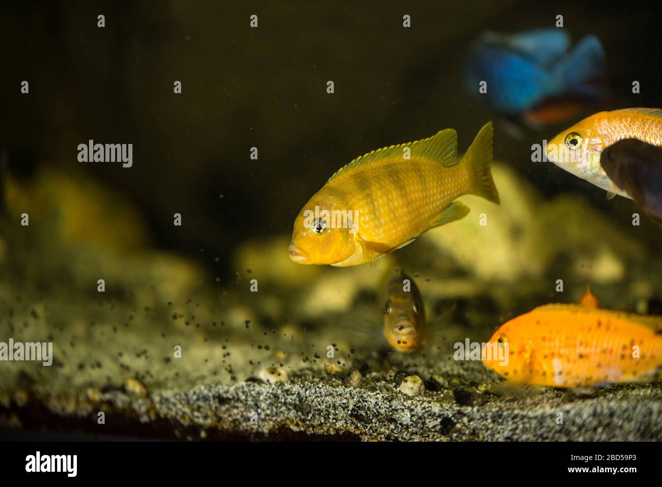 Lombardoi malawi cichlid swimming in aquarium Stock Photo
