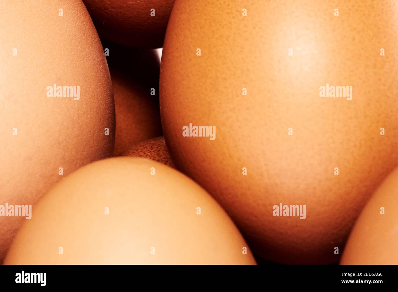 Eggs or Egg shot in Studio Stock Photo