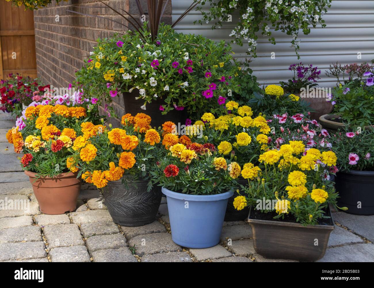 Flowers Pots Marigolds High Resolution Stock Photography and Images - Alamy