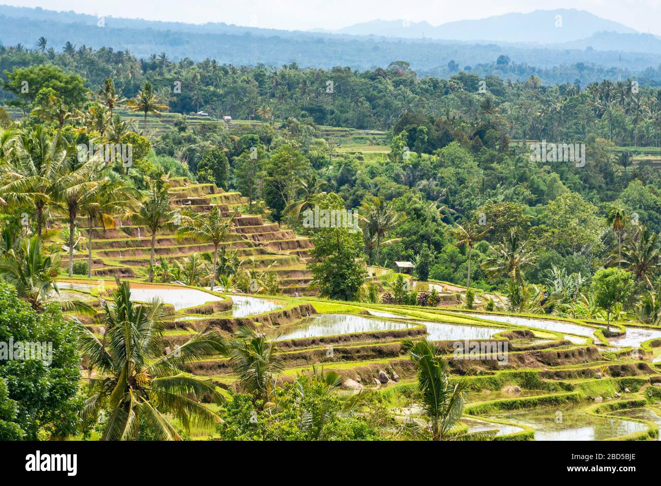 Horizontal view of the rice terraces in Bali, Indonesia. Stock Photo