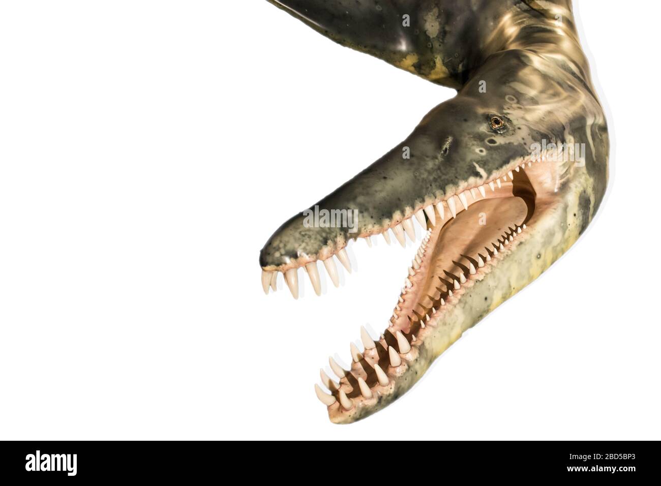 Kronosaurus isolated on white background. Kronosaurus is a plesiosaurus lived in triassic era Stock Photo