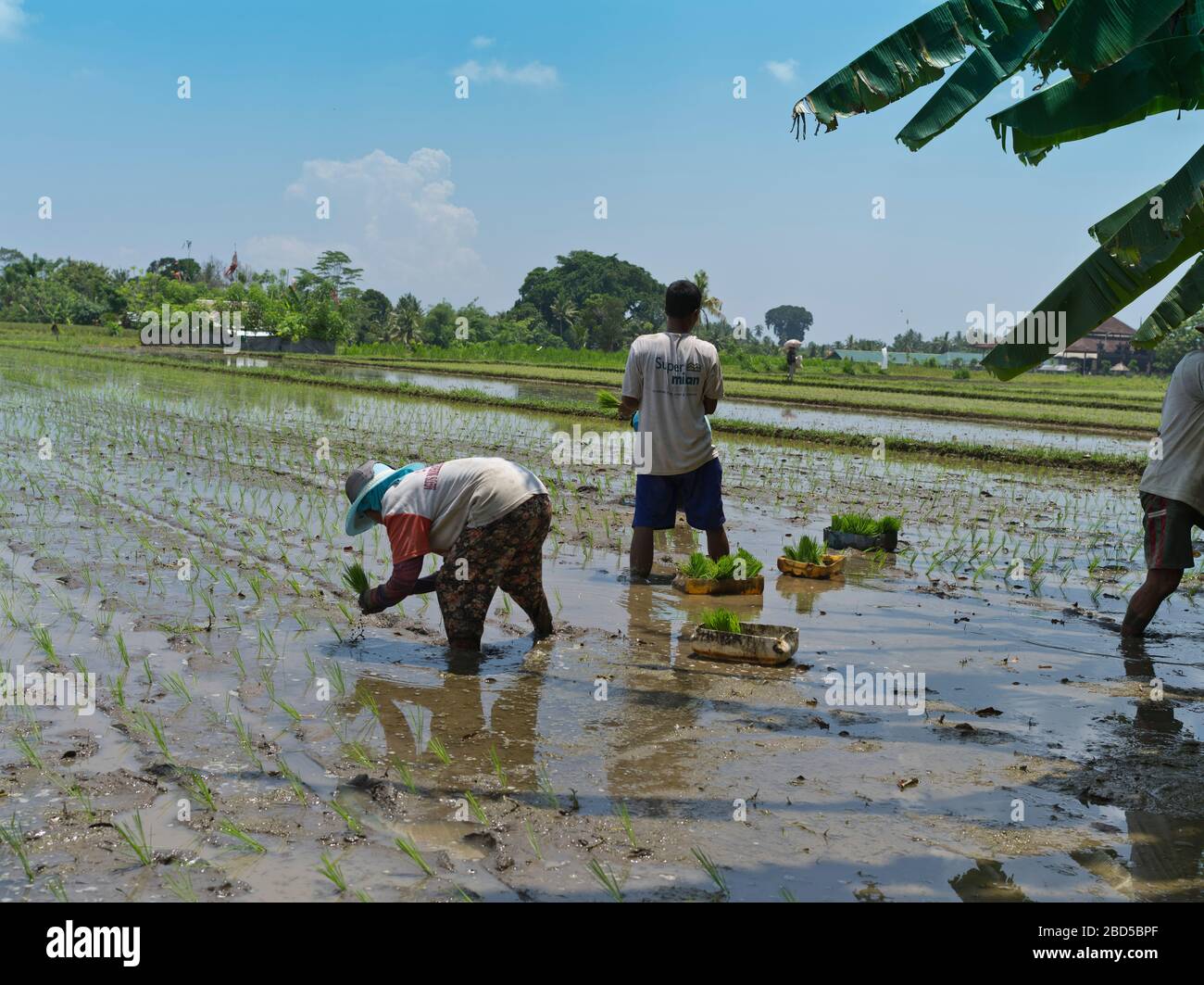 dh People planting rice asia BALI INDONESIA Balinese in paddy field worker fields crops farming labourer fieldworker agricultural rural woman crop Stock Photo