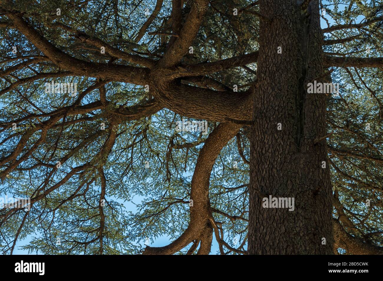 Abstract looking closeup of a cedar tree, with a big trunk and branches. Middle Atlas Mountains, Morocco. Stock Photo