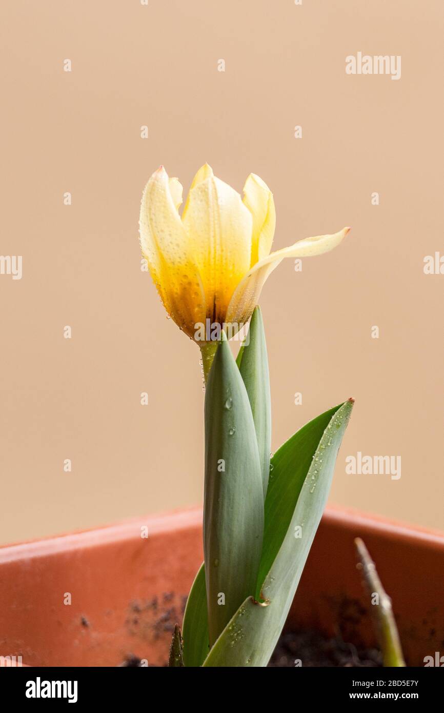 Spring background with beautiful yellow tulips Stock Photo - Alamy