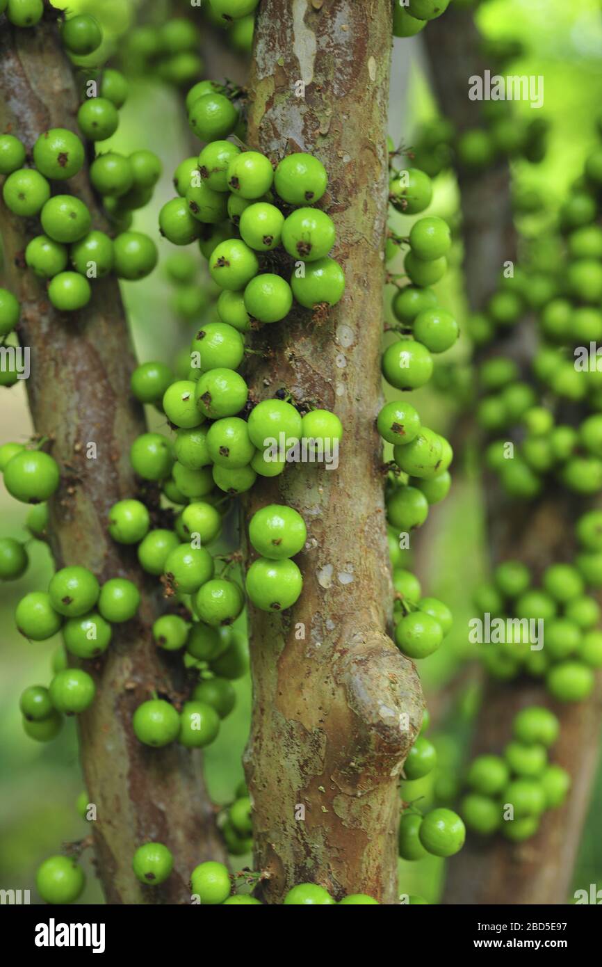 Close up of the green fruit of Jaboticaba Stock Photo - Alamy