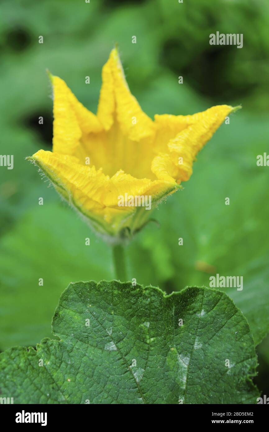 Images pumpkin flower hires stock photography and images Alamy