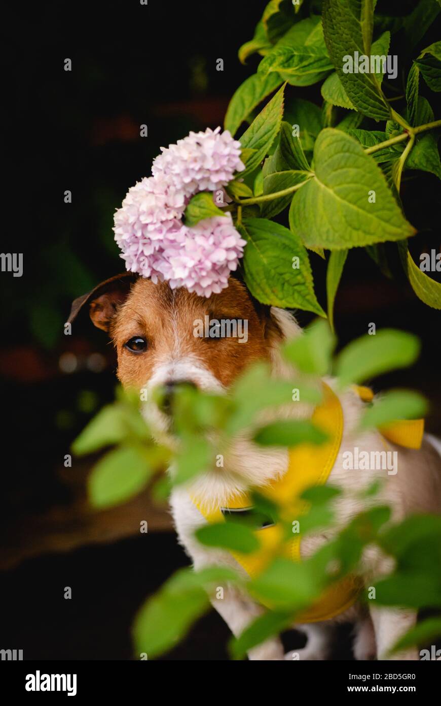Dog playing hide-and-seek in garden hiding behind pink flowers Stock Photo