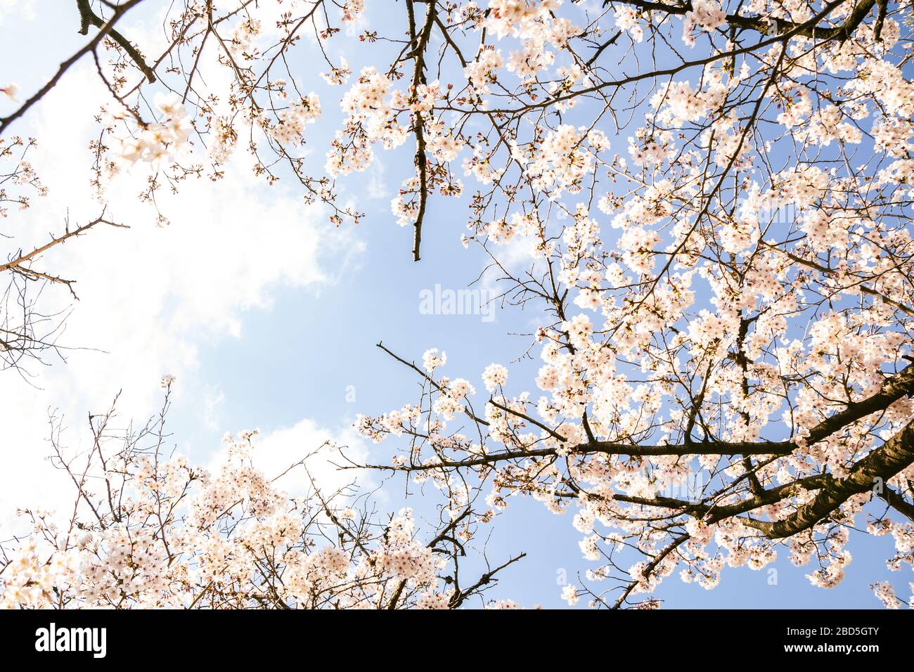 Cherry blossom with blue sky background Stock Photo