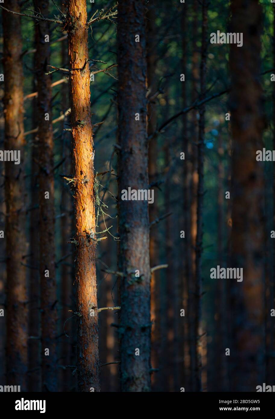 Pine tree trunk in the pine forest ( pinus sylvestris ) , Finland Stock ...
