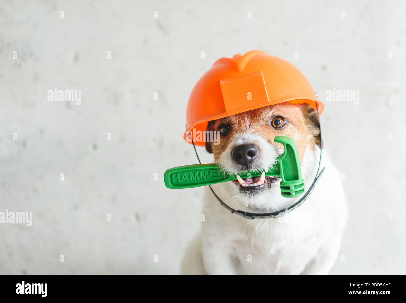 diy dog helmet