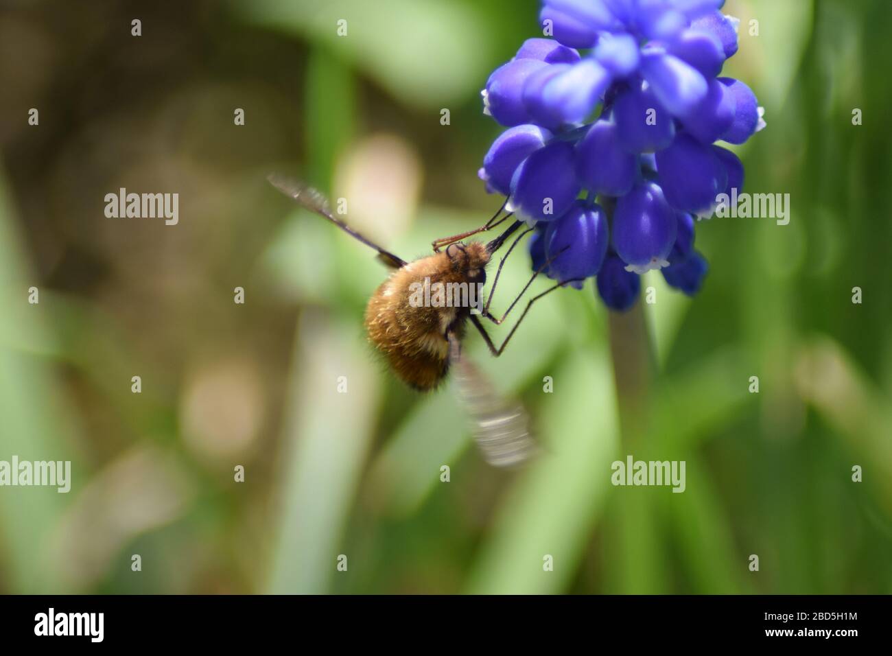 bombylius major bumble bee Stock Photo