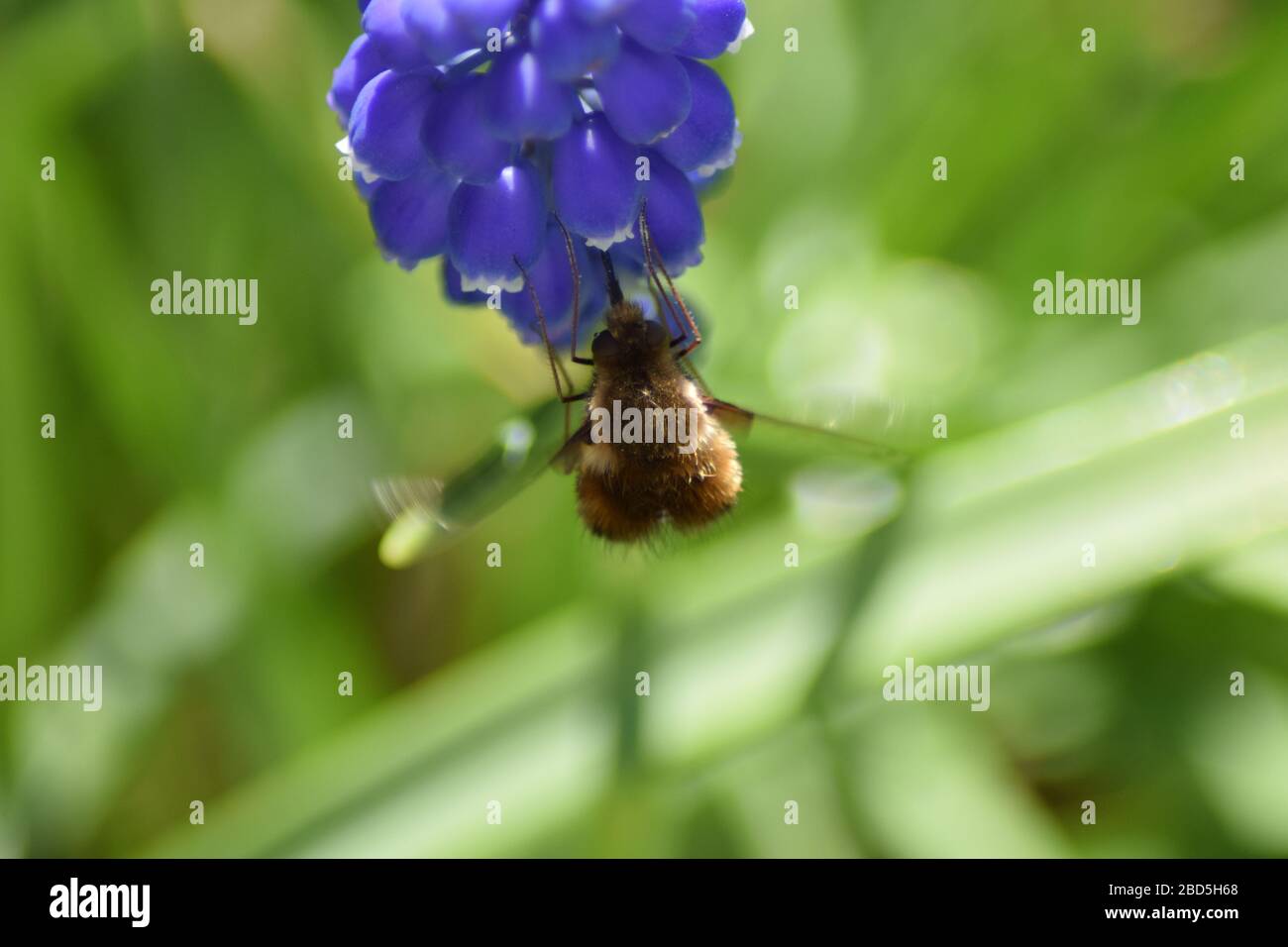 bombylius major bumble bee Stock Photo