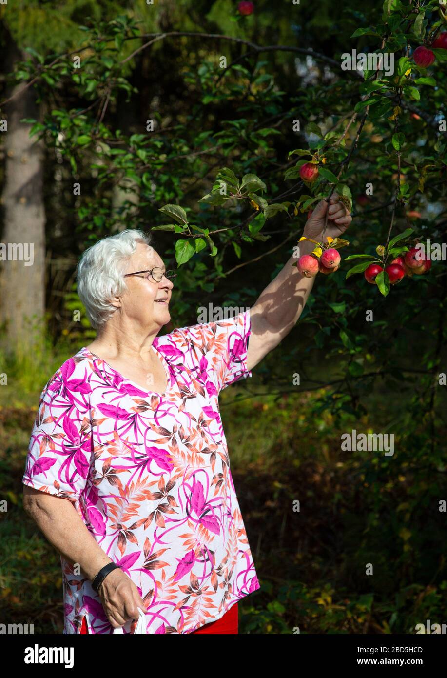 Elderly woman picking ripe apples from an apple tree , Finland Stock