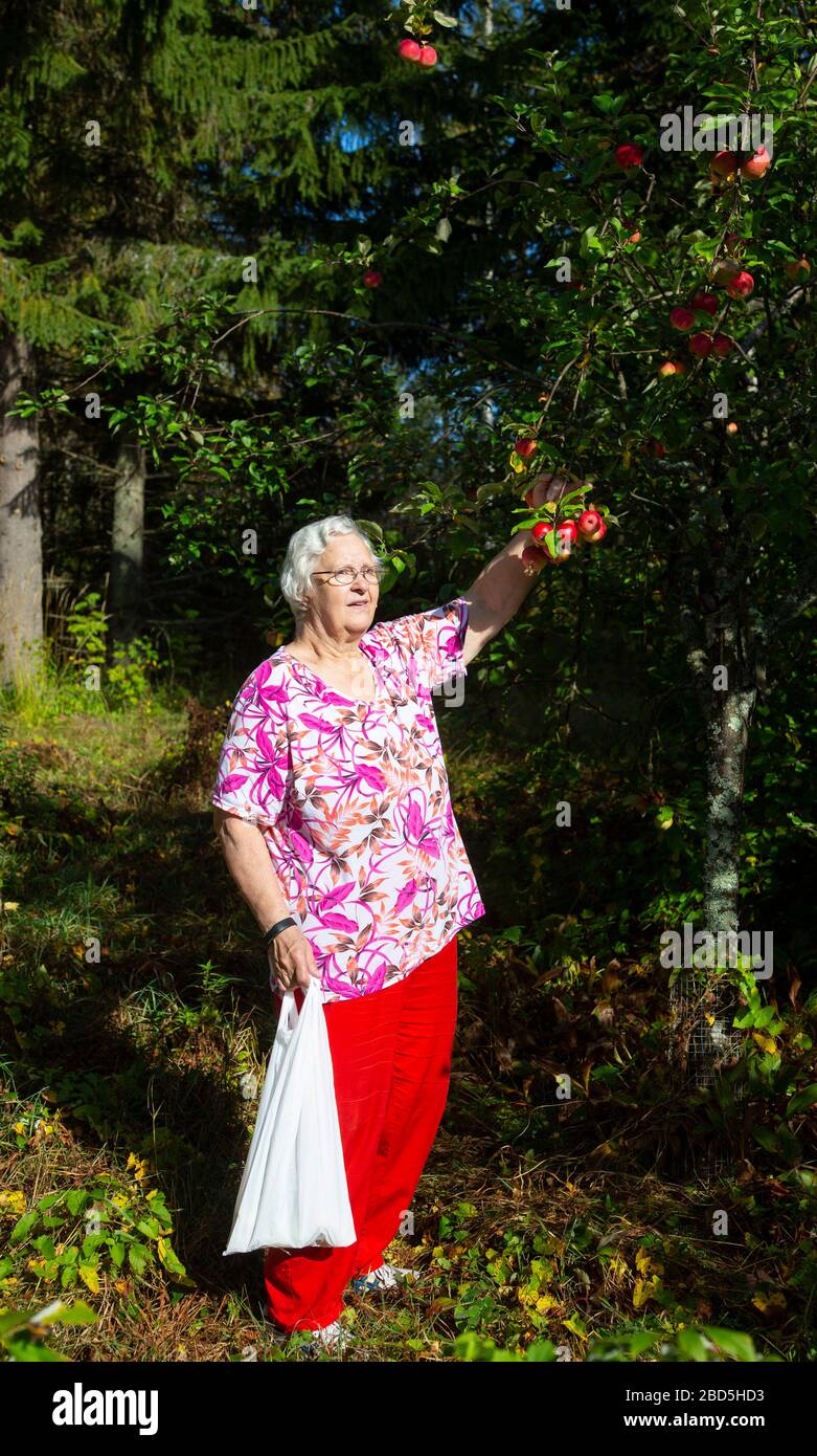 Elderly woman picking ripe apples from an apple tree , Finland Stock