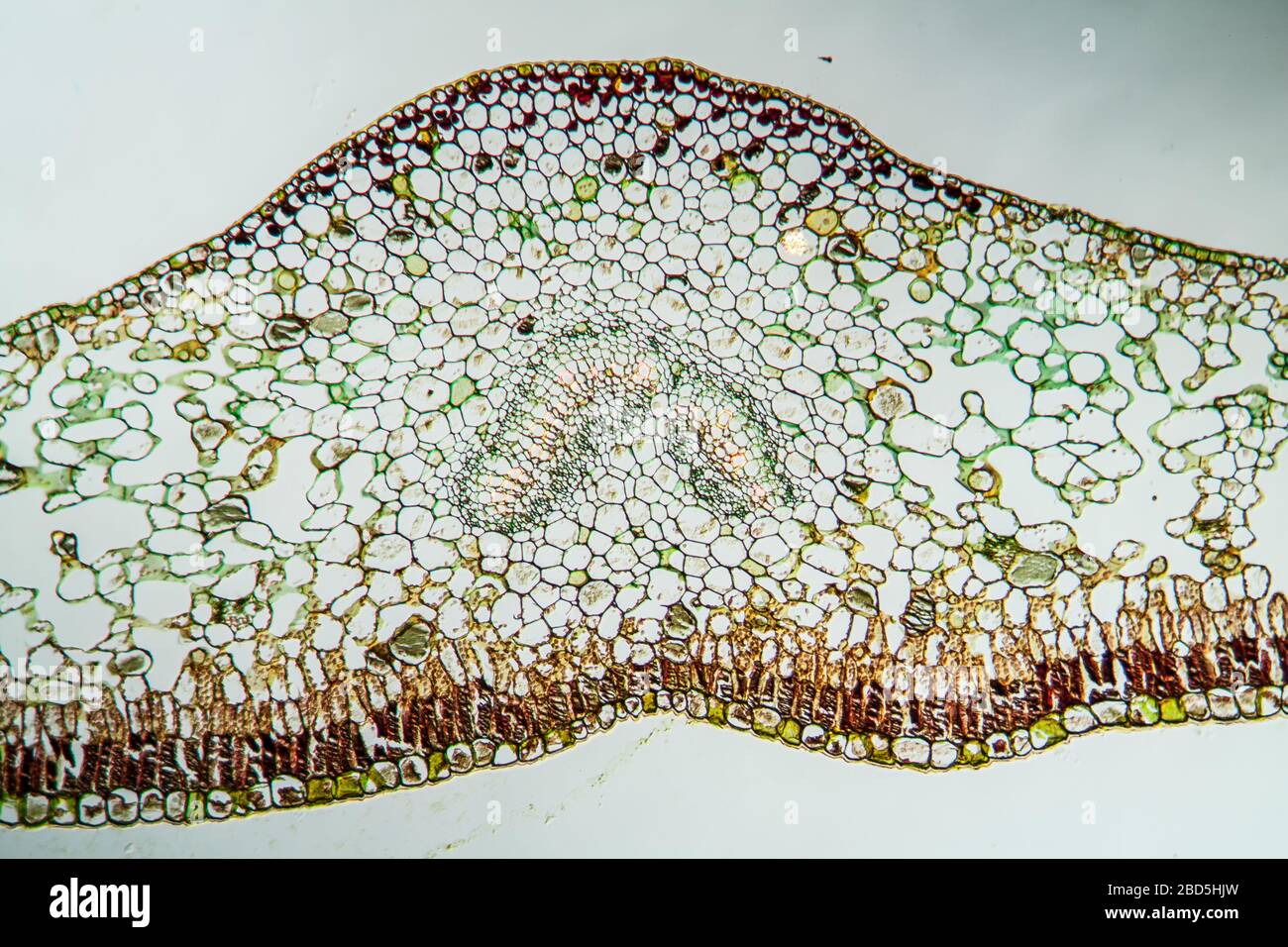 Gentian leaf in cross section 200x Stock Photo