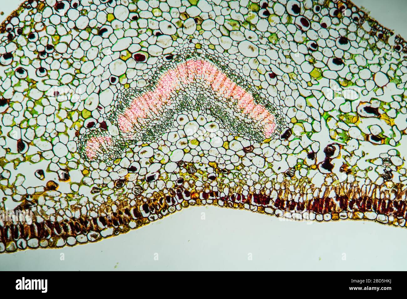 Gentian leaf in cross section 200x Stock Photo