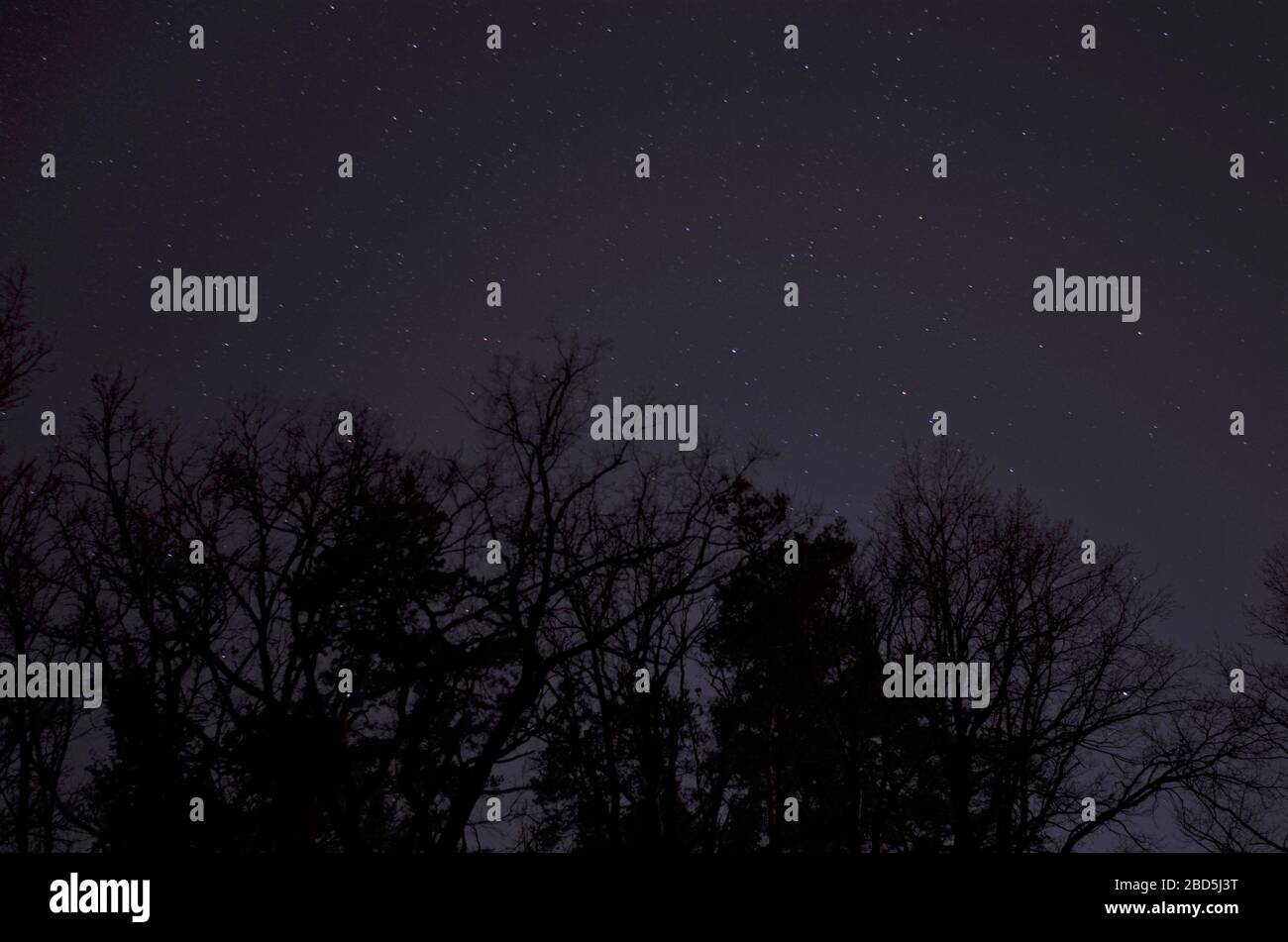 black tree silhouettes in the night sky with stars Stock Photo