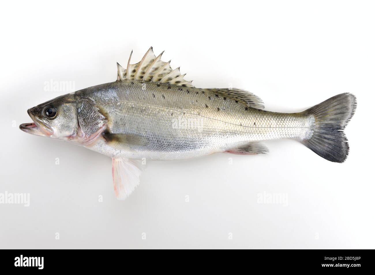 Sea perch deals