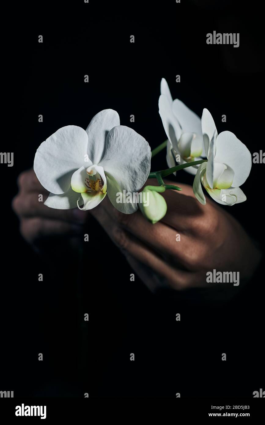 closeup of a man holding the beautiful white flowers of a phalaenopsis aphrodite orchid against a black background Stock Photo