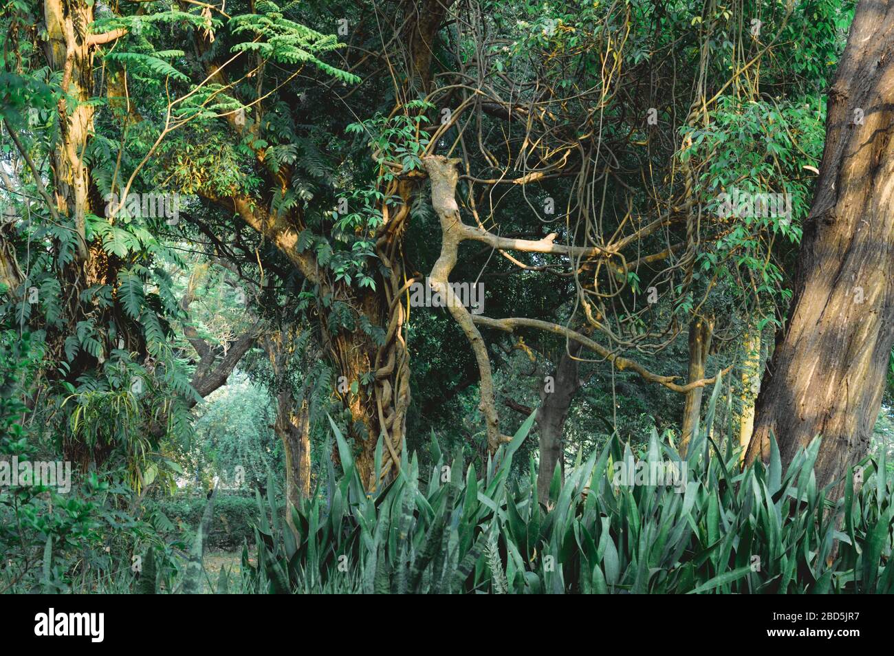 Halloween Winters jungle tropical rainforest. Autumn Greenery Forest ...