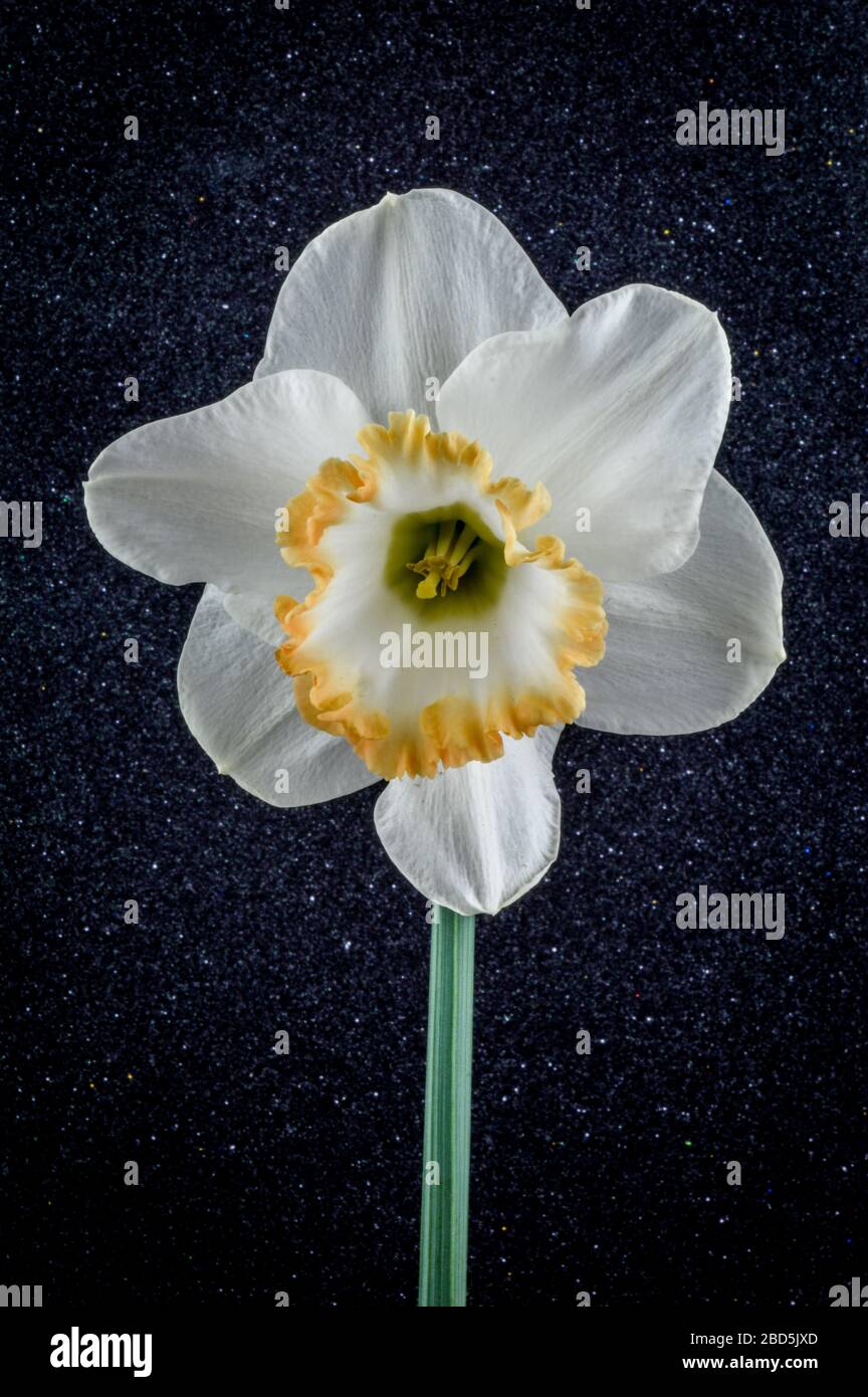 Close up of daffodil accent on black textured background. Ivory white with a salmon cup. Stock Photo