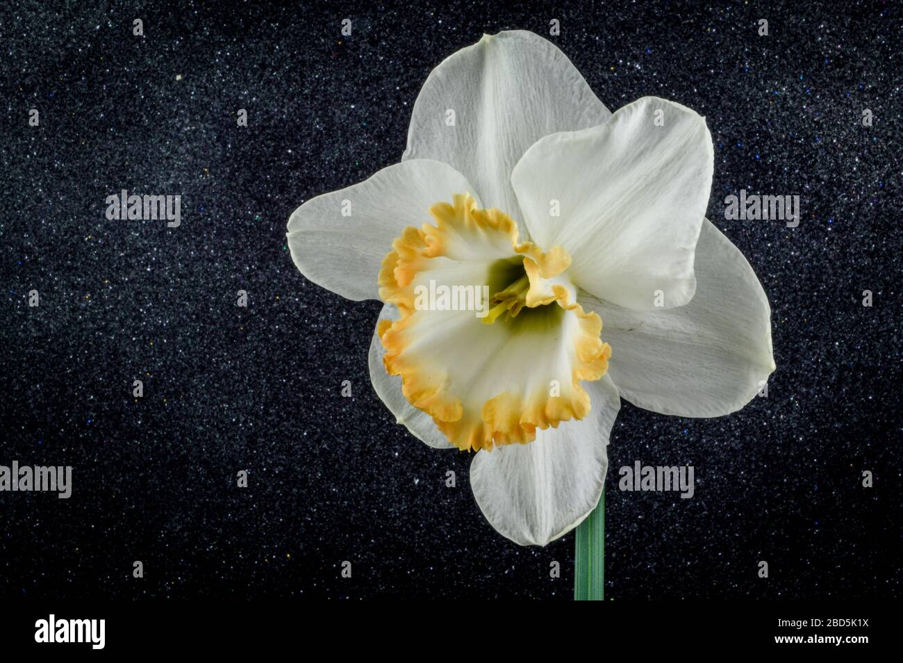 Close up of daffodil accent on black textured background. Ivory white with a salmon cup. Stock Photo