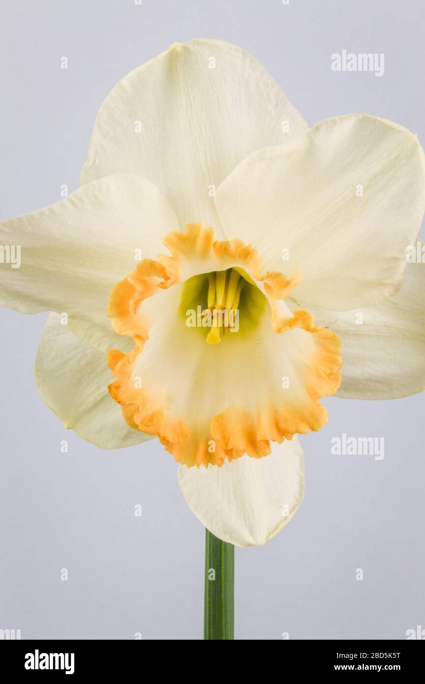 Close up of daffodil accent on grey background. Ivory white with a salmon cup. Accent was a major breakthrough in pink-cupped daffodils when it was in Stock Photo