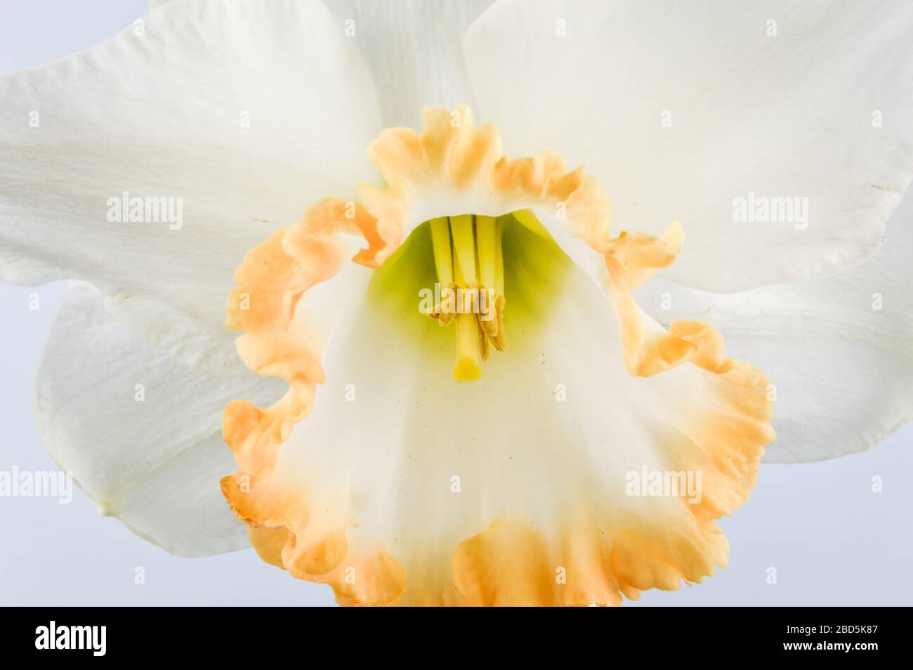 Close up of daffodil accent on grey background. Ivory white with a salmon cup. Accent was a major breakthrough in pink-cupped daffodils when it was in Stock Photo