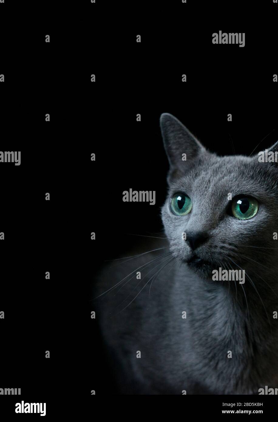 Russian Blue cat Stock Photo