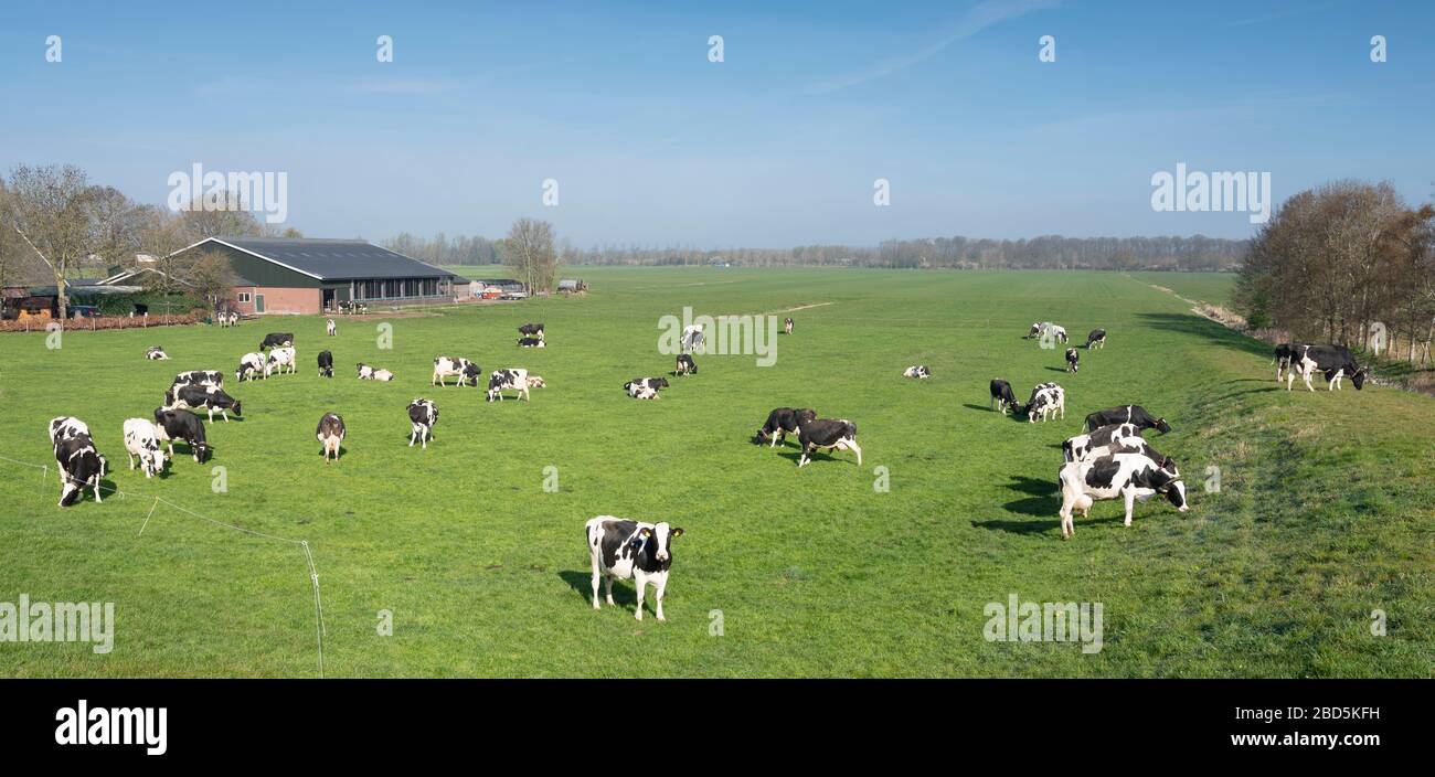 black and white cows under blue sky in dutch green grassy meadow on sunny spring day Stock Photo