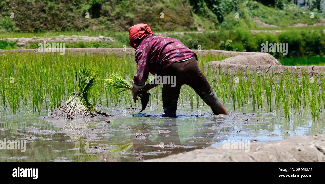 Philippines farm worker hi-res stock photography and images - Alamy