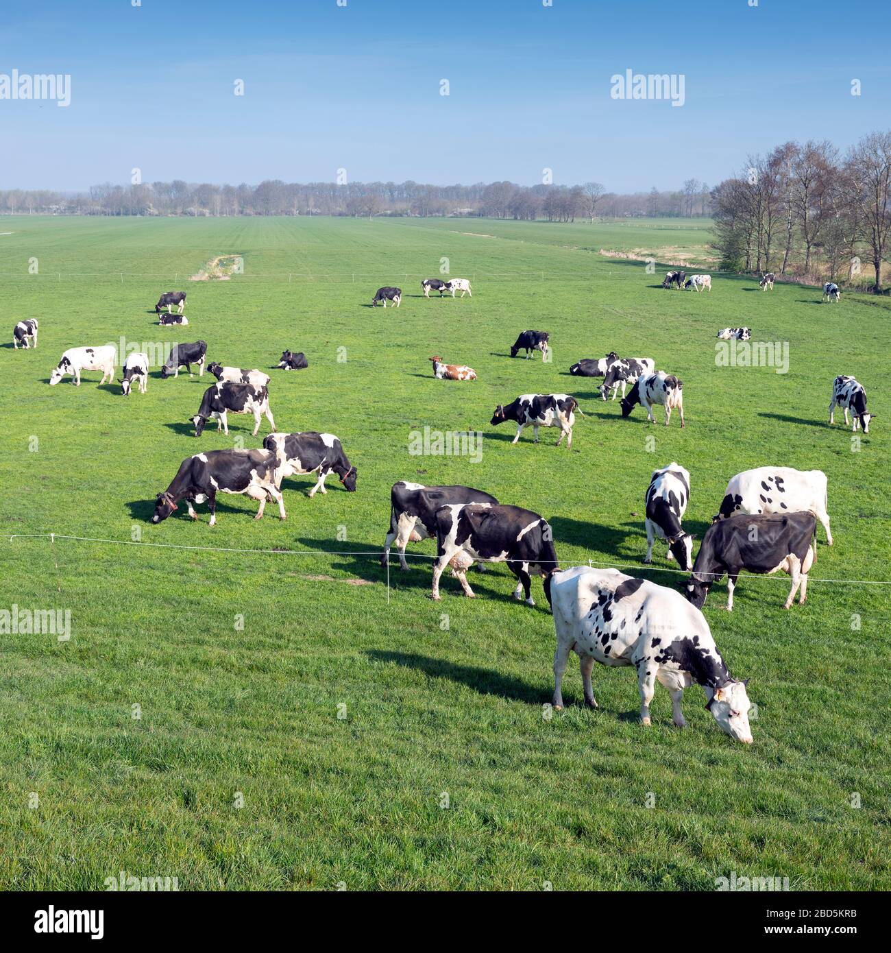 black and white cows under blue sky in dutch green grassy meadow on ...