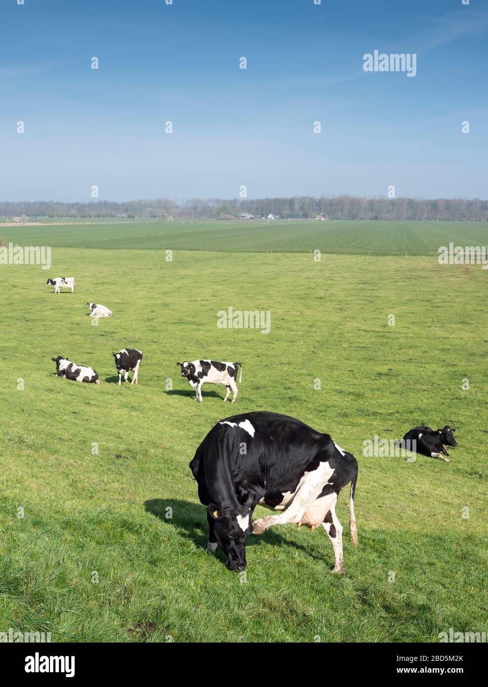 black and white cows under blue sky in dutch green grassy meadow on ...