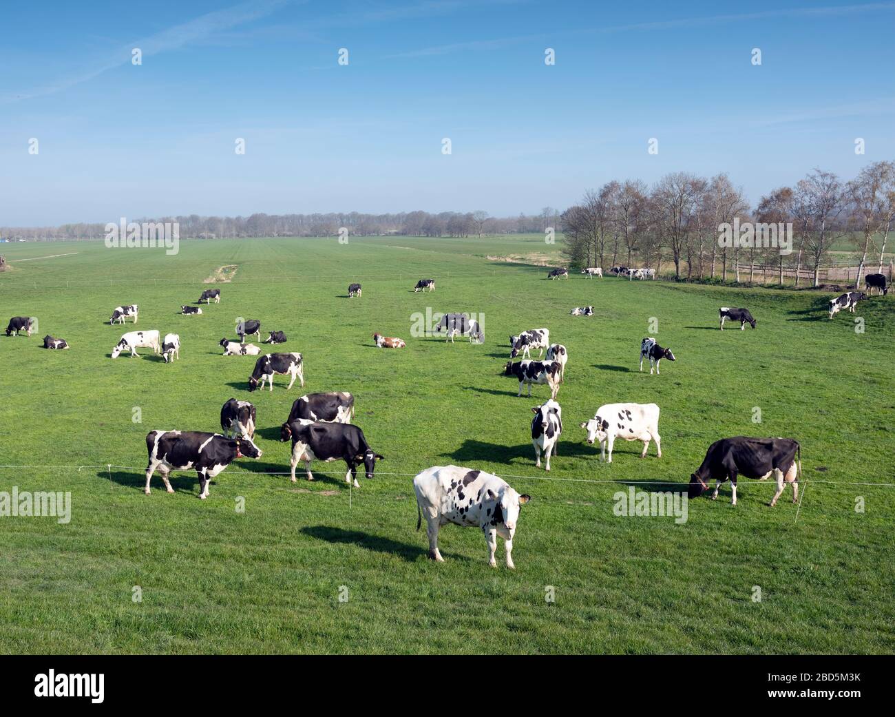 black and white cows under blue sky in dutch green grassy meadow on sunny spring day Stock Photo