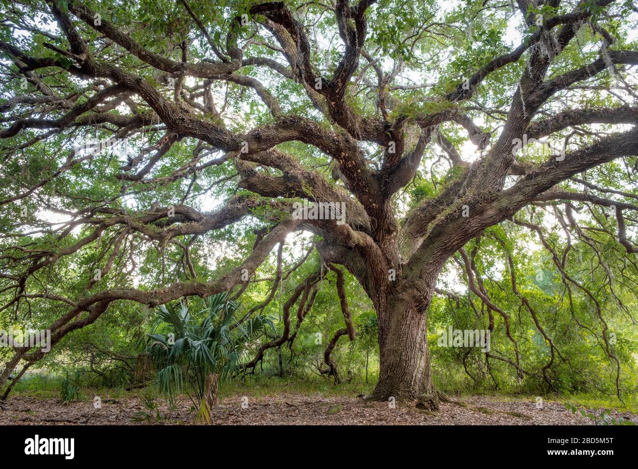 Big live oak tree. Halpata Tastanaki Nature Preserve. Dunnellon, Florida Stock Photo
