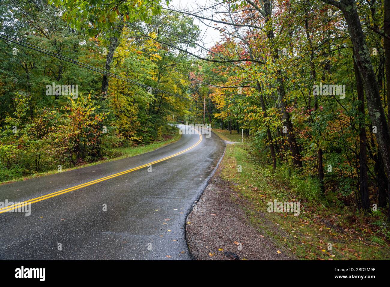 Empty winding back road through a deciduous forest on a rainy autumn day Stock Photo